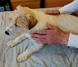 Craniosacraal voor hond