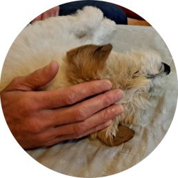 Craniosacraal voor honden
