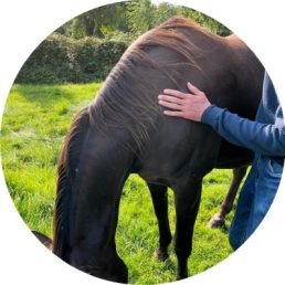 Meridianen voor paarden